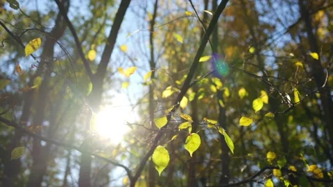 Summer view. Slow motion, sunshine warm video. Stock Footage 239643011