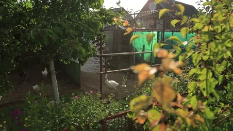 SUMMER IN THE VILLAGE Stock Footage 158050250