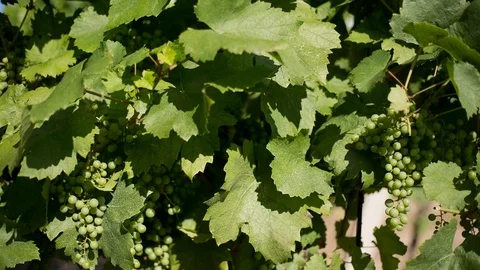 Summer in the vineyard. Stock Footage 97761089