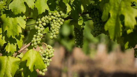 Summer in the vineyard. Stock Footage 97761305