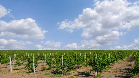 Summer vineyard panorama Stock Footage 340318904