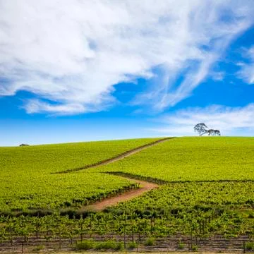 Summer vineyard Stock Photos