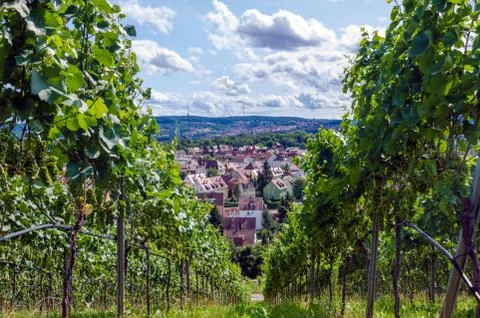 Summer vineyard Foto stock