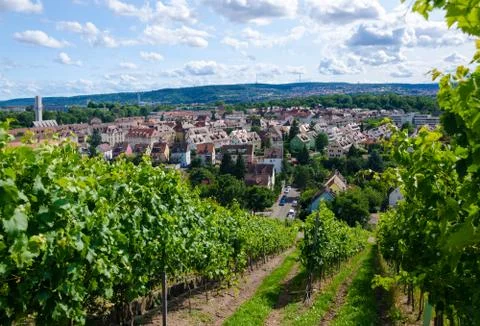 Summer vineyard Stock Photos