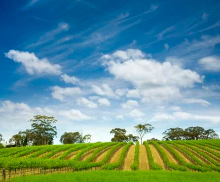 Summer vineyard Stock Photos