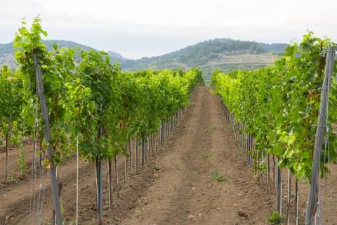 Summer in vineyard Stock Photos