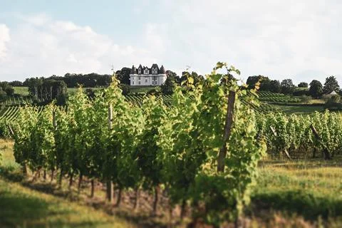 Summer vineyard Stock Photos