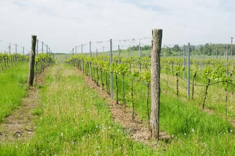 Summer vineyard with rows of plants Stock Photos