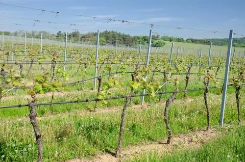 Summer vineyard with rows of plants Stock Photos