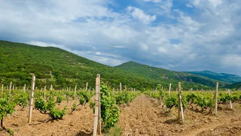 Summer vineyard time lapse scene Video stock 251853132