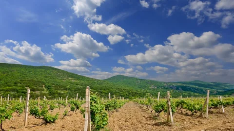 Summer vineyard time lapse scene Video stock 303584345