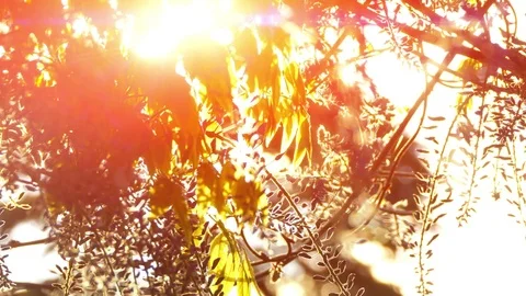 Summer Vineyard Vine Background Sunlight Lens Flare, Branch Leaf Argriculture Stock Footage 84956230