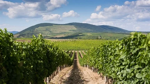 Summer in the vineyards. Stock Footage 97760257