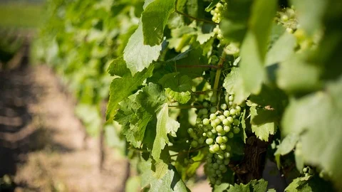 Summer in the vineyards. Stock Footage 97760968