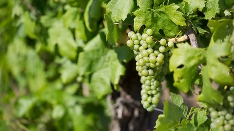 Summer in the vineyards. Stock Footage 97761375