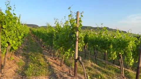 Summer vineyards Stock Footage 243668855
