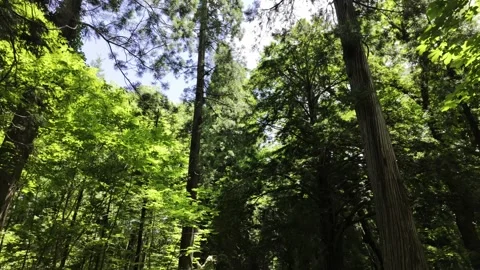 Summer Walk in a Coniferous Forest Stock Footage 321951464