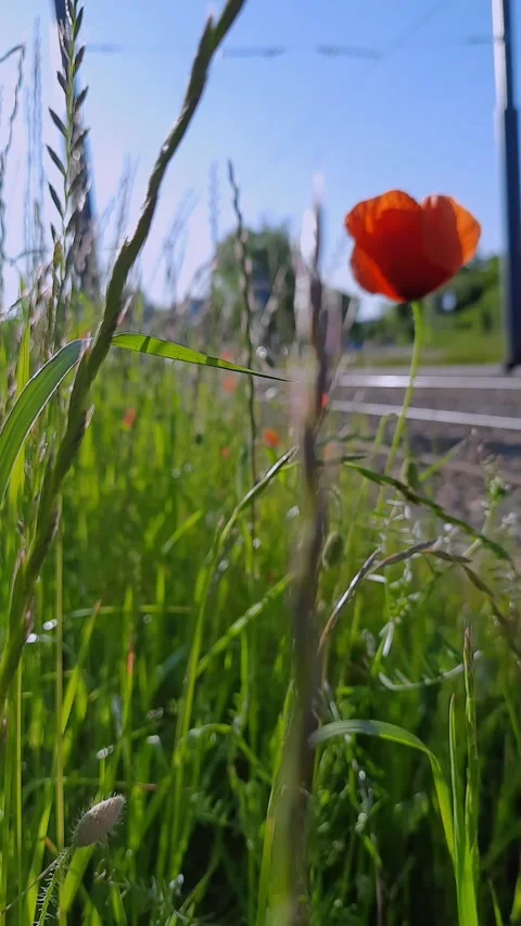 Summer walk. Floral background. Stock Footage 243377177
