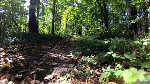 Summer walk in the forest Stock Footage 100447989