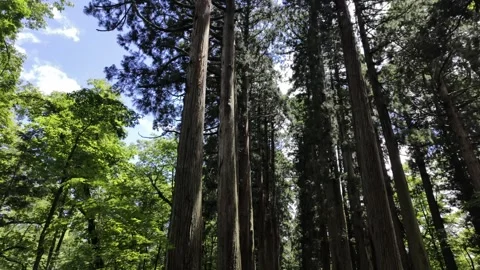 Summer Walk in the Forest Stock Footage 321951819