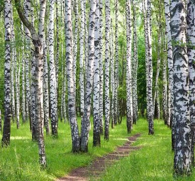 Summer walking path through the birch forest in summer in July 스톡 사진