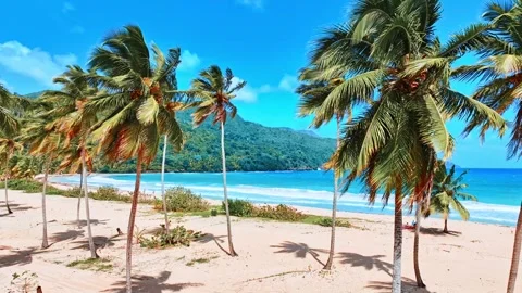 Summer warm beach with white sand and palm trees. Stock Footage 304443537