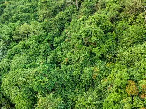 Summer warm sun light forest aerial view Stock Photos
