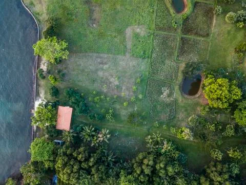 Summer warm sun light forest aerial view Stock Photos