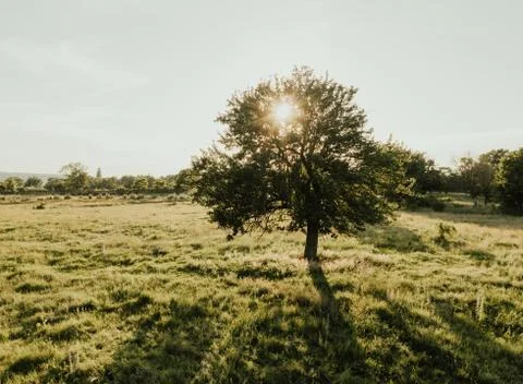 Summer warm sunny field. rays of the sun Stock Photos