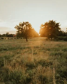 Summer warm sunny field. rays of the sun Stock Photos