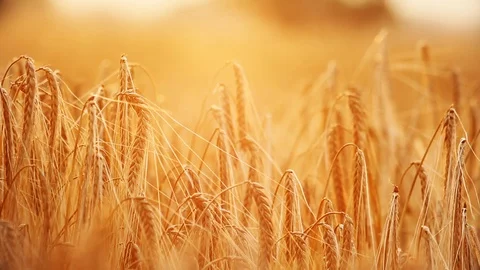 Summer wheat blowing in the evening breeze. Fresh warm clip Stock Footage 119453362