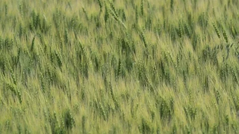 Summer wheat blowing in a strong wind with the focus on the center of the frame Stock Footage 314625686