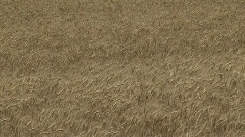Summer wheat Close up Stock Footage 339108