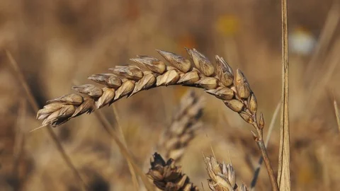 Summer wheat in the Cornish Field 库存影片 125306887
