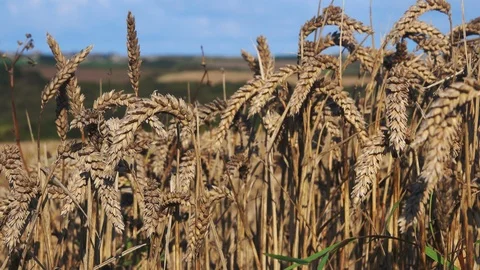 Summer wheat in the Cornish Field Stock Footage 125308133