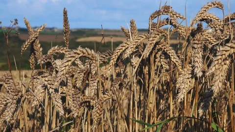 Summer wheat in the Cornish Field 库存影片 125308244