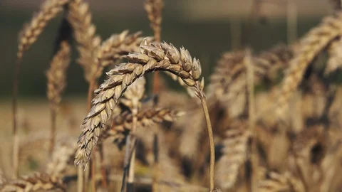 Summer wheat in the Cornish Field 库存影片 125309139