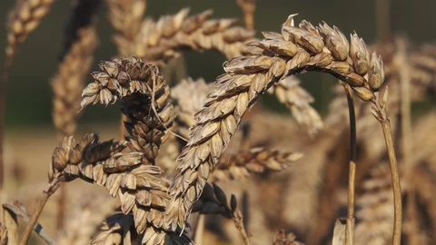 Summer wheat in the Cornish Field Stock-Footage 125309298