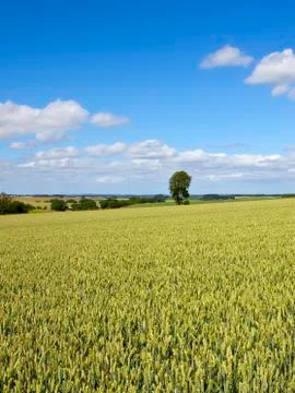 Summer wheat crop Stock Photos