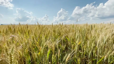Summer Wheat Field and Clouds 動画素材 157888269