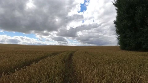 Summer wheat field and clouds motion, time lapse Stock Footage 233279208