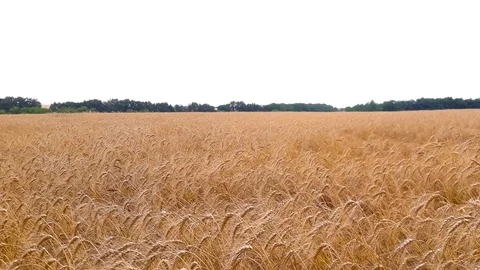 Summer wheat field at the bright summer day, time lapse scene Stock Footage 117170145