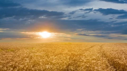 Summer wheat field at the evening time lapse scene Stock-Footage 296322639