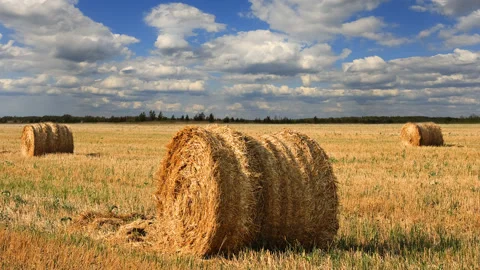 Summer wheat field with haystack after a harvest, agricultural  time lapse scene Stock Footage 177357702