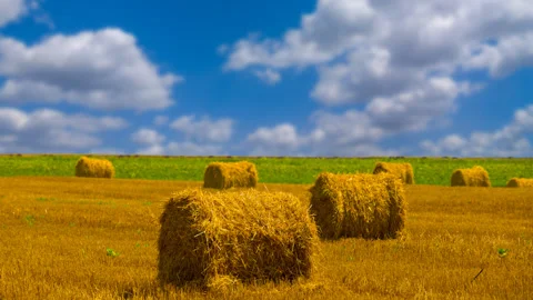 Summer wheat field with haystack after a harvest Stock Footage 320194232