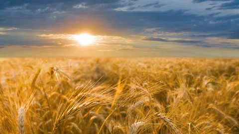 Summer  wheat field in light of early morning sun time lapse scene Vídeos de archivo 245258558