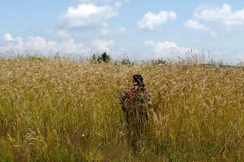 Summer wheat field Stock Photos