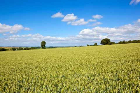 Summer wheat field Stock Photos