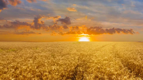 Summer wheat field at the sunset time lapse scene Stock Footage 308382779