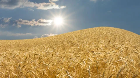 Summer wheat field time lapse scene Stock-Footage 264648233